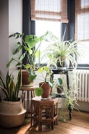 Cluster Of Indoor Plants On Stools Living Room Plants Plant Decor Indoor Plants