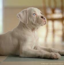 White Boxer Puppy Lying On Floor Profile Focus On Dog White Boxer Puppies Boxer Puppies Boxer Dog Breed