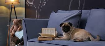 Feng shui bedroom rules are daunting if you read the many lists of do's and don'ts, but only several of those feng shui rules apply across the boards to everyone. Benefits Of Feng Shui For You Your Dog