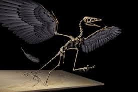 A particulary important and still contentious discovery is archaeopteryx lithographica, found in the jurassic solnhofen limestone of southern germany, which is marked by rare but exceptionally well preserved fossils. Dinosaur Feather Study Debunked Overwhelming Evidence Supports Jurassic Fossil Belongs To Archaeopteryx