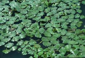Same day delivery available on our wide selection of flowers. Water Chestnut Vermont Invasives