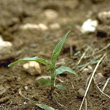 Image result for Hackelochloa granularis