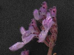 Image result for Aeollanthus repens