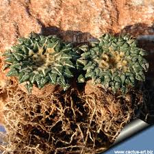 Image result for Kotschya carsonii