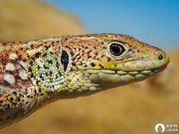 Image result for Blepharis dunensis