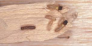 PMU Termite Foundations