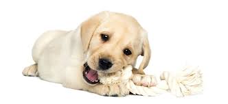 With the blood loss, the breath can become worse. Puppy Smells Like Metal Causes And Concerns Houndgames