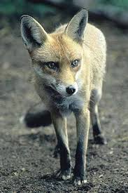 New Forest foxes