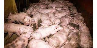 Maybe you would like to learn more about one of these? Elevage De Porcs Ce Que Montrent Vraiment Les Images De L214 Le Point