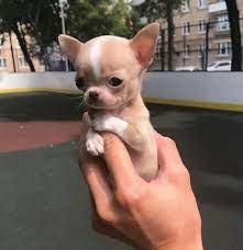14 Reasons That It Is A Good Idea To Adopt A Chihuahua Page 2 Of 3 Petpress Chihuahua Puppies Teacup Chihuahua Puppies Puppies