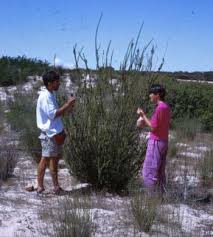 Image result for Freylinia