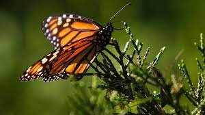 Mariposas Monarcas Estados Unidos Desistio De Protegerlas