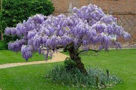 Vikkivines Purple Wisteria Sinensis Vine Bonsai Tree You Pick 5 Large Healthy Cottage Gard Wisteria Tree Garden Vines Garden Trees
