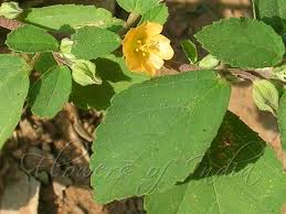 Image result for Sida rhombifolia