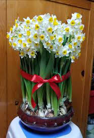 2018cny 20180221 水仙 水仙花 盆裝水仙花 維園年宵 江記水仙 年花開 narcissus daffodils narcissustazetta chinesesacredl flower landscape flowers beautiful flower drawings