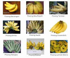 Itulah kenapa buah ini dinamakan pisang tanduk. 7 Khasiat Buah Pisang Kepada Manusia Beserta Fakta Nutrisi Kalori
