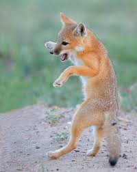 Pin On Spirit Animal