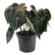 Anthurium Clarinervium Do You Like This Plant Those Veins On The Leaves Make This Plant Beautiful Anthuriumclarinervium Plants Plant Leaves Anthurium