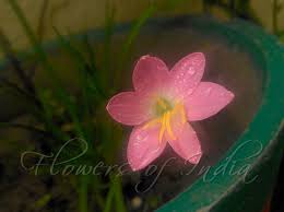 Image result for Zephyranthes minuta