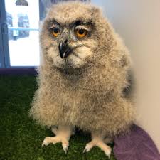 See full list on peregrinefund.org National Aviary On Twitter This Eurasian Eagle Owl Chick Is Nearly Full Grown And Look At This Owlet S Big Orange Eyes Owls Eyes Are So Large That If Humans Eyes Were The Same