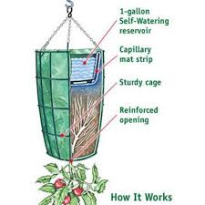 Fill the basket with your dirt. How Do I Grow A Tomato Plant Upside Down Cromalinsupport