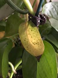 So here i am sorting out the phalaenopsis orchids i received for our anniversary. Pothos Plant Care Your Complete Guide