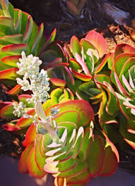 Image result for Kalanchoe glaucescens