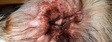 Image result for scabies dog ear