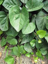 Image result for Hedera