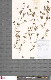 Image result for Torenia thouarsii