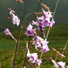 Image result for Dierama formosum