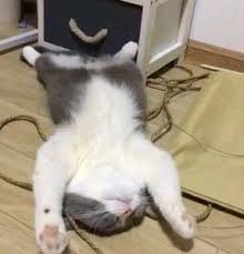 Walaupun doa kucing untuk tuannya tidak dapat didengar, namun percayalah dan rawatlah kucing peliharaanmu sebagai bentuk ibadah yang dilakukan karena allah swt. Dhiemaztq Dhiemaztq Profil Pinterest