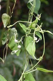 Image result for Ceropegia meyeri