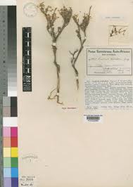 Image result for Struthiola scaettae