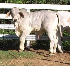3 Quality Brahman Bulls Fotos De Gado Vacas Bebe Gado Nelore