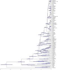 Image result for Pseudomussaenda stenocarpa