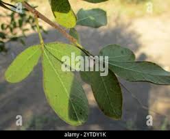 Image result for Searsia tenuinervis