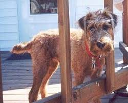 Irish Terrier Dog Breed Information And Pictures