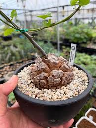 Image result for Euphorbia fanshawei
