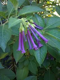 Image result for Iochroma