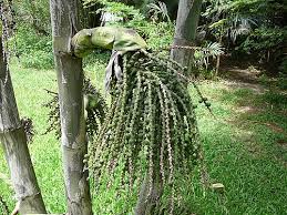 Image result for Caryota urens
