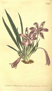 Image result for Babiana bainesii