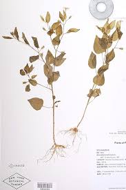 Fruit (dehisced or intact) or seed distribution: Family Solanaceae Nightshade Family Go Botany