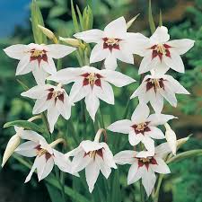 Image result for Gladiolus decoratus