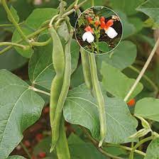 For a garden display that actually changes color as time goes by, consider a generous planting of this amazing peony. Runner Bean Dwarf Hestia Seeds From D T Brown
