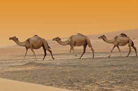 Camel milk skin care package｜body wash and lotion. Camel Skincare Camel Milk Is Becoming A Popular Beauty Ingredient In The North American Market