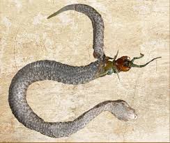 Maybe you would like to learn more about one of these? Last Supper Centipede Dies Eating Way Out Of Snake Belly