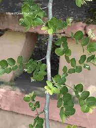 Image result for Dalbergia melanoxylon