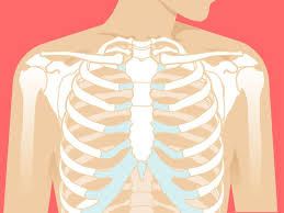 These terms are essential for describing the relative locations of different body structures. Sternum Anatomy Location Function Pain Injuries