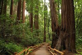 Experience Nature S Cathedral In Muir Woods